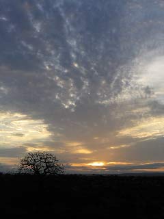 tree.jpg