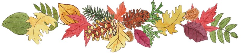 leaftop.jpg