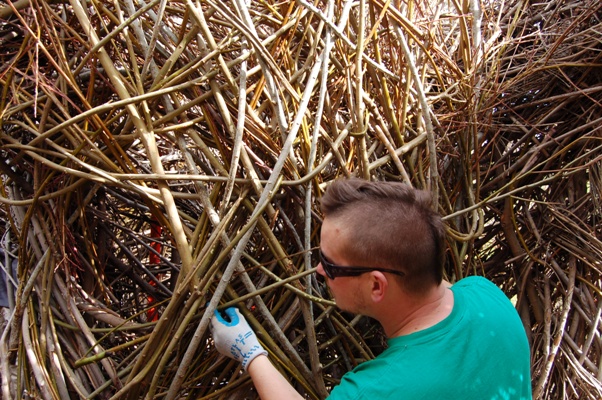 willowmaze.JPG