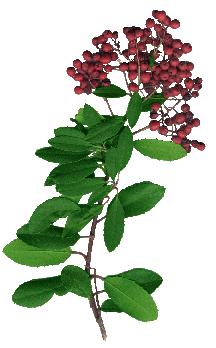 toyon.JPG
