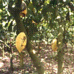 Cacao Tree and Pods