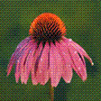 Echinacea