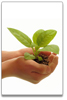 newsletter_mage_kid-hands_baby-plant.jpg
