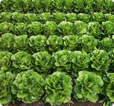 organic-cos-field.jpg